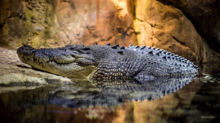 Caiman Inside The Cave Wallpaper