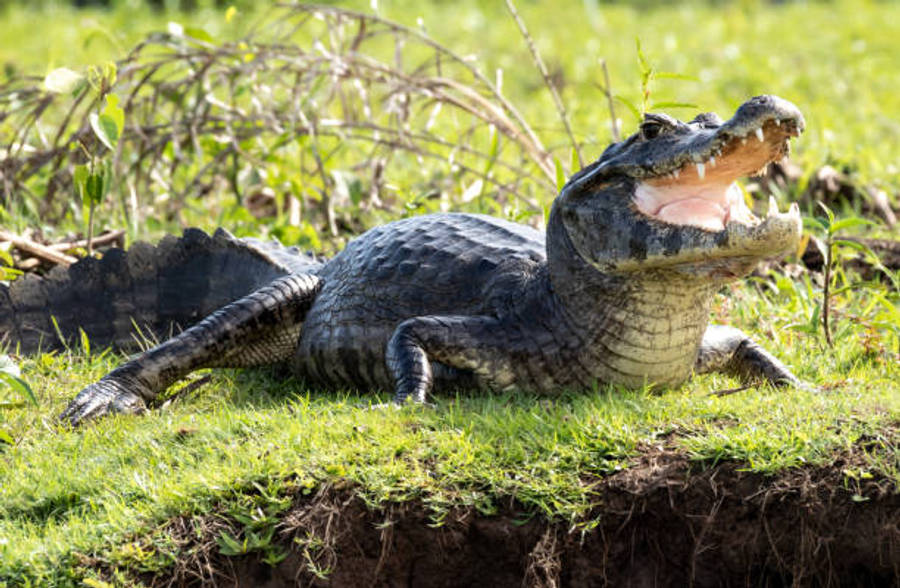 Caiman Looking At A Distance Wallpaper