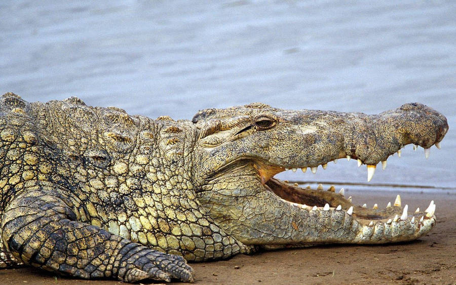 Caiman On The Beach Wallpaper