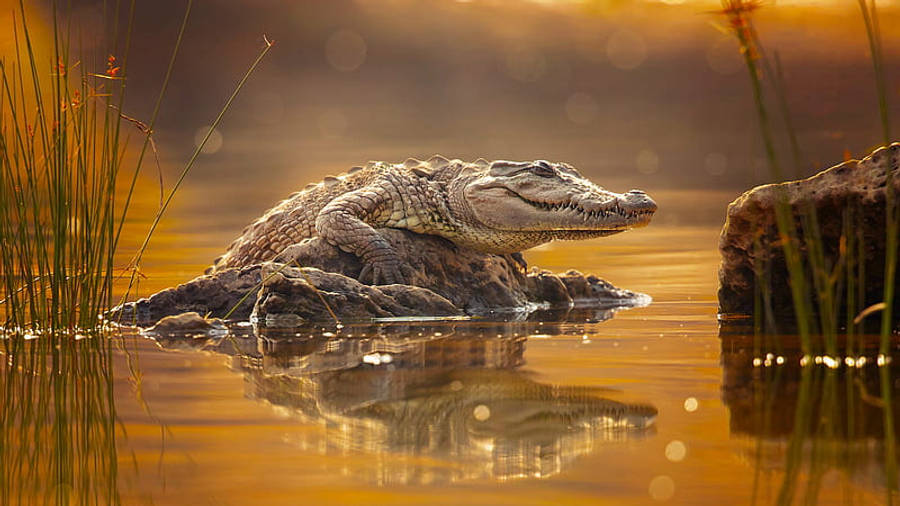 Caiman On The Rocks Wallpaper