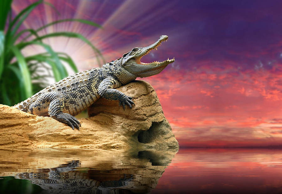 Caiman Over The Wooden Bark Wallpaper