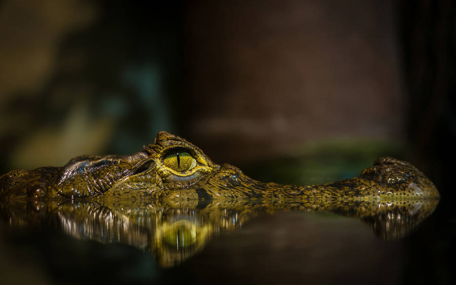 Caiman's Fierce Eyes Wallpaper