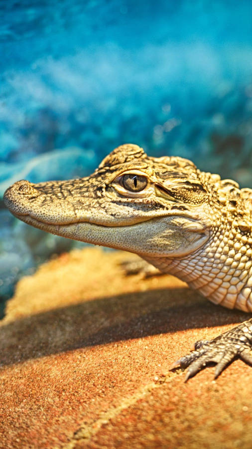 Caiman Shot From Above Wallpaper