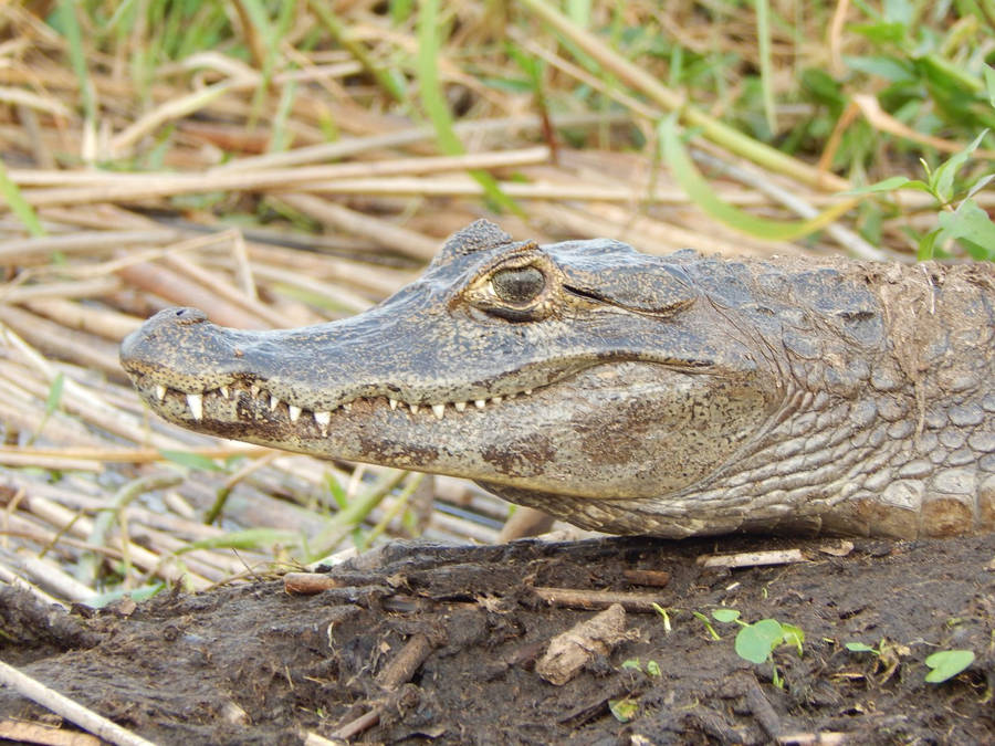 Caiman Walks On Field Wallpaper