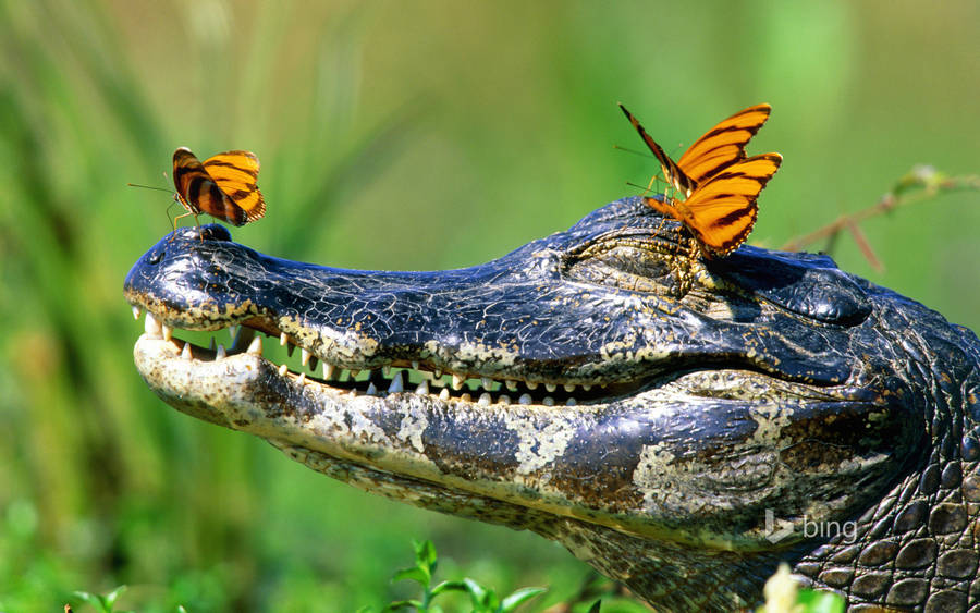 Caiman With Butterflies Wallpaper