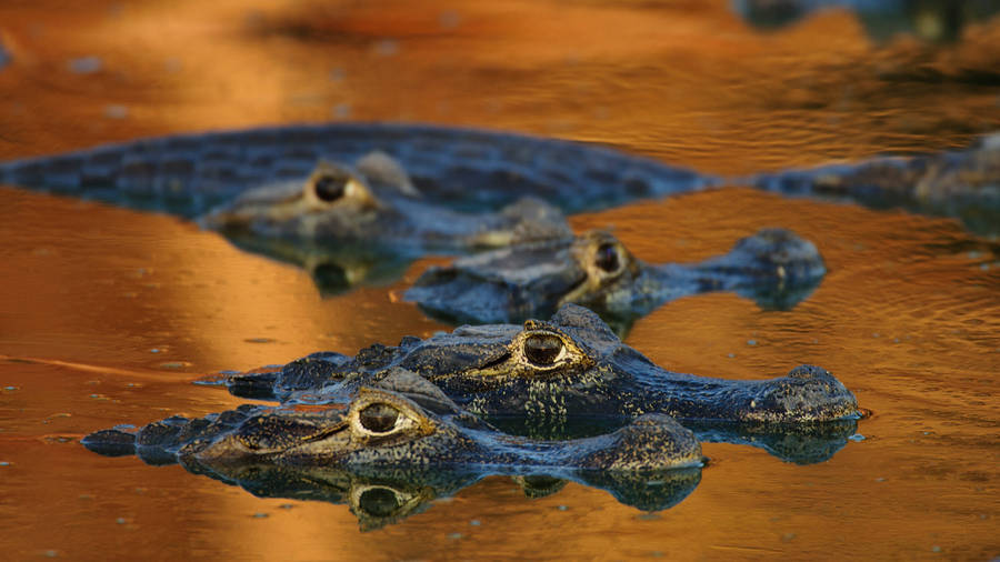 Caimans Peeking Out Of Water Wallpaper