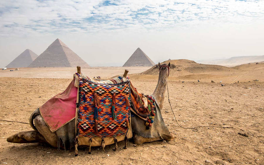 Cairo’s Egyptian Pyramid With A Camel Wallpaper