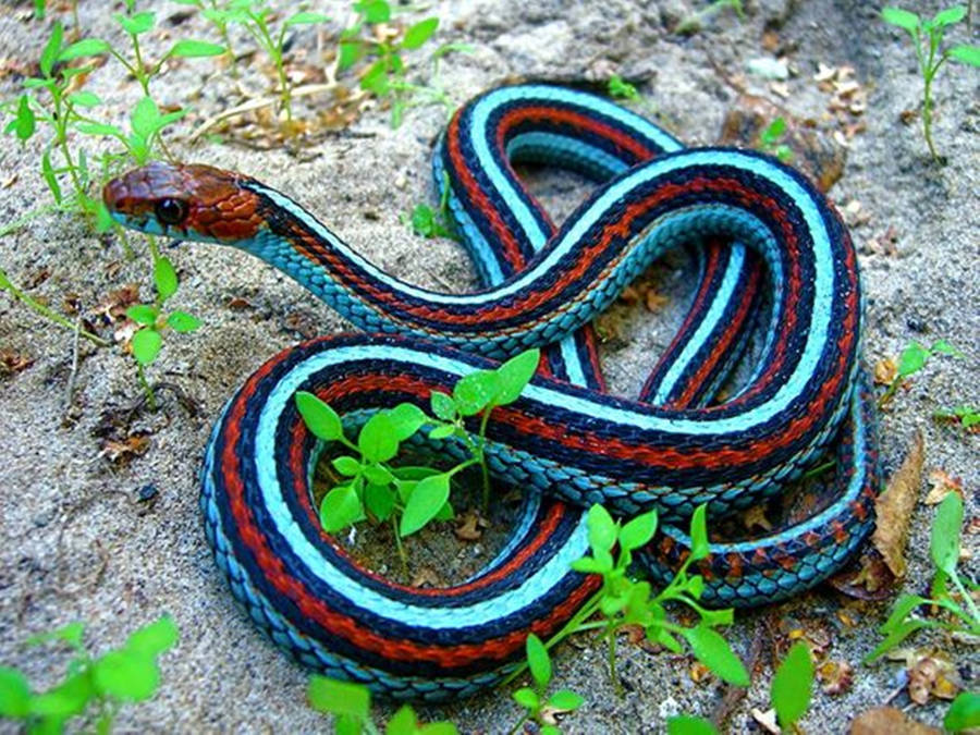 California Red-sided Garter Snake Wallpaper