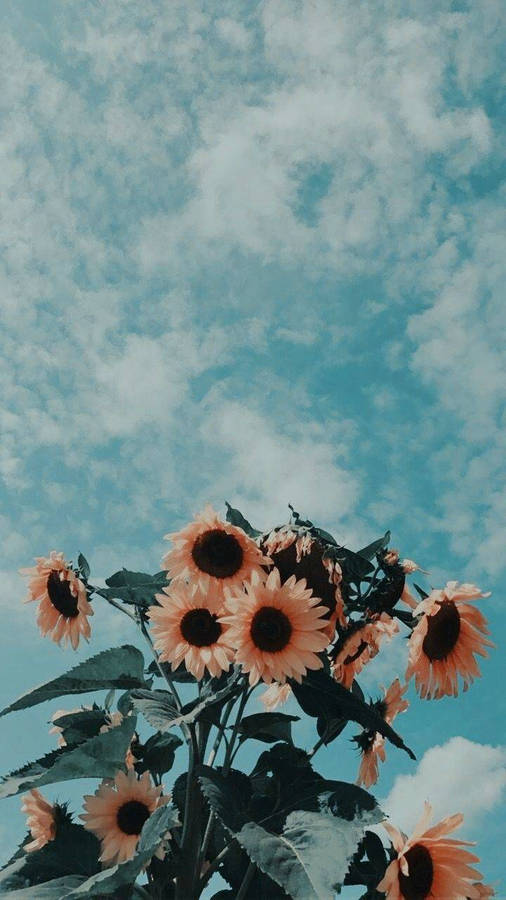 Calm Aesthetic Sunflower Wallpaper