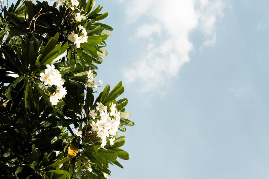 Calming White Flowers Wallpaper