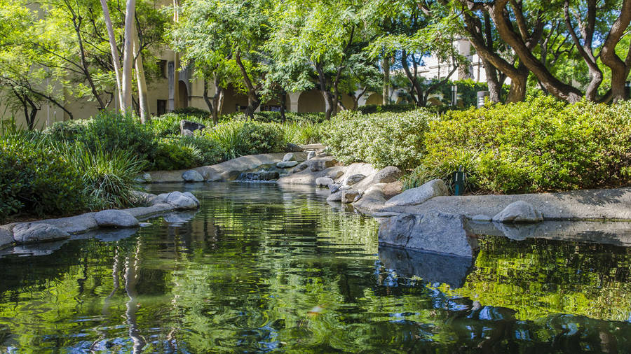 Caltech Pond Wallpaper