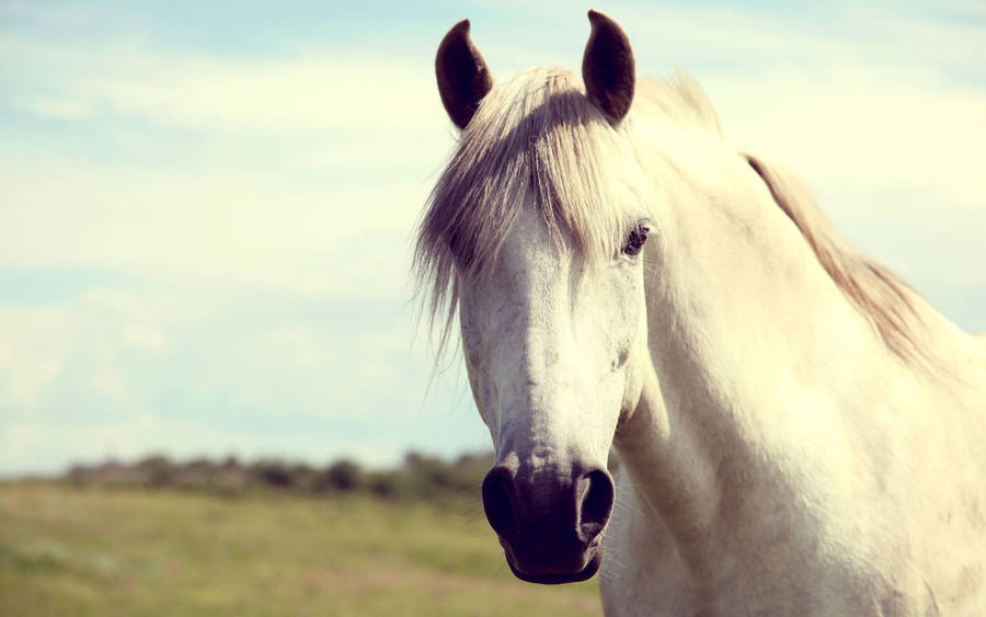 Camargue Horse Face Wallpaper