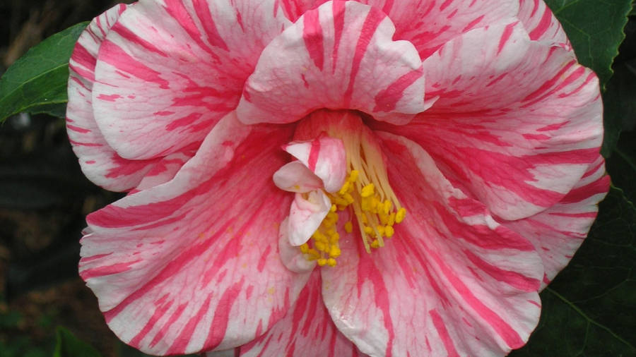 Camellia Sasanqua Flower Beauty Wallpaper