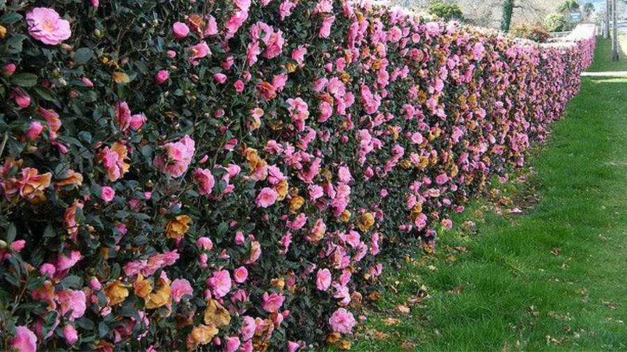 Camellia Sasanqua Flowers Block Wallpaper