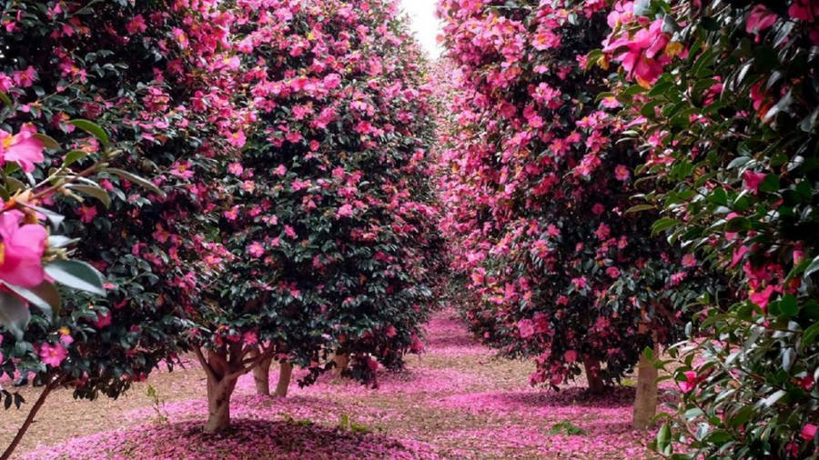 Camellia Sasanqua Trees Wallpaper