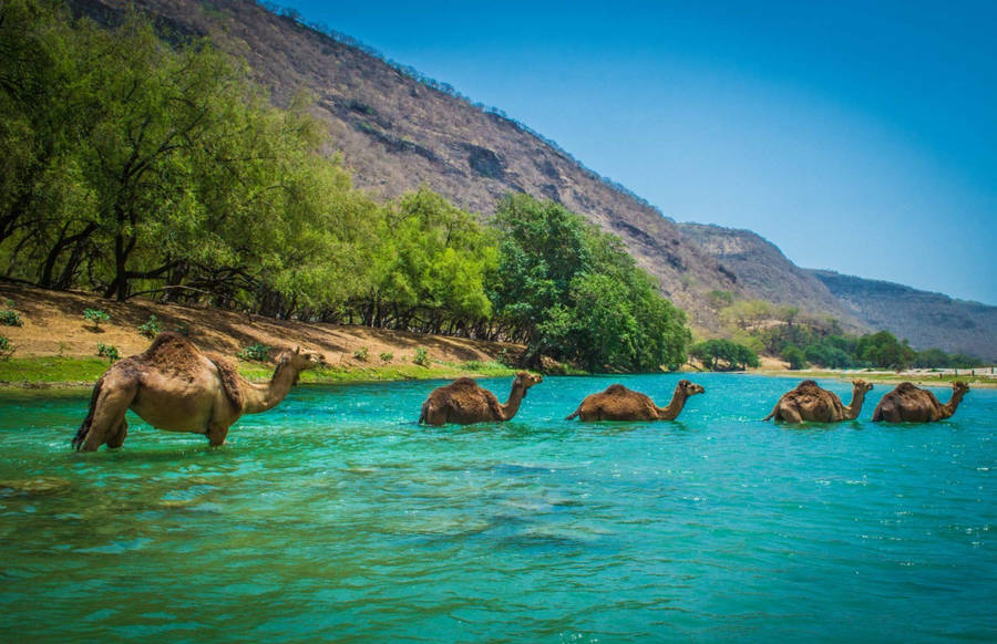 Camels In Oman Sea Wallpaper