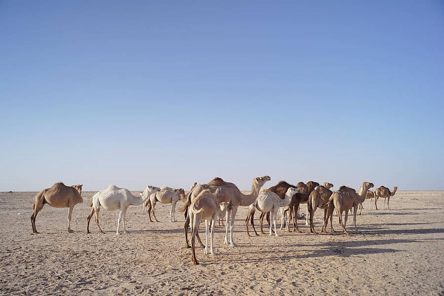 Camels Of Mauritania Wallpaper