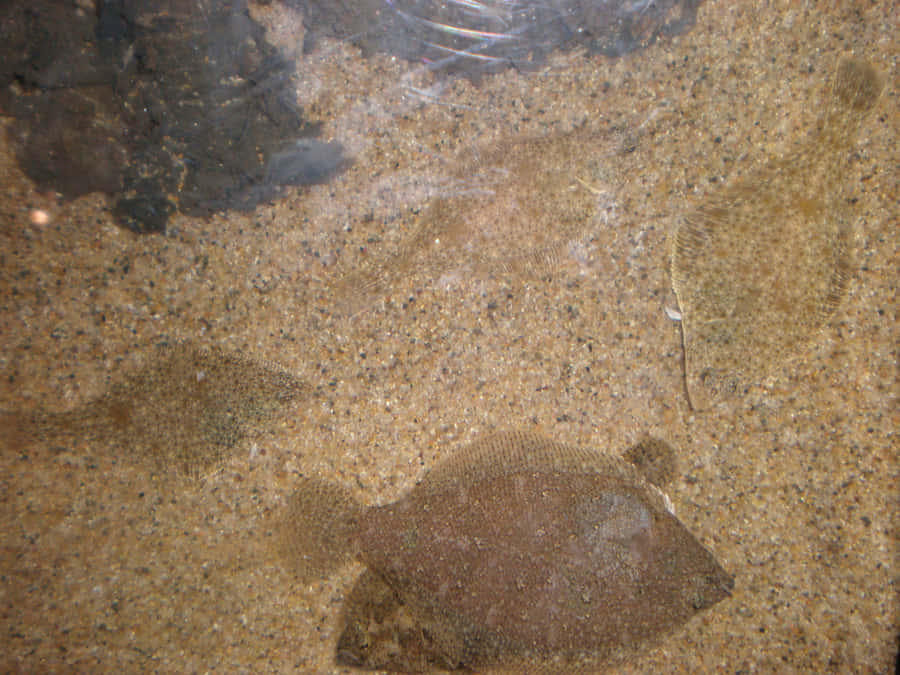 Camouflaged_ Flatfish_ Underwater Wallpaper