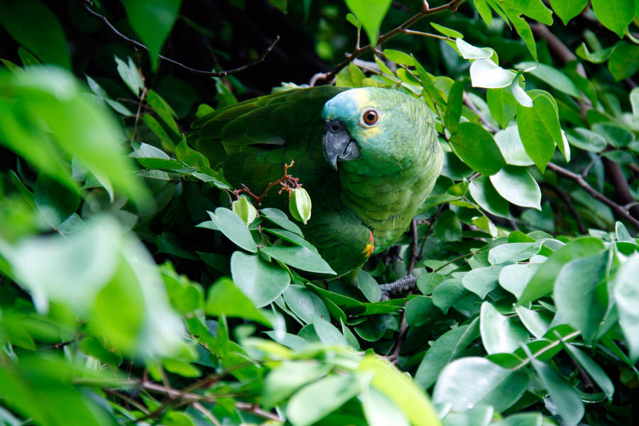 Camouflaged Green Parrot Hd Wallpaper