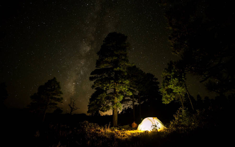 Camping Under Tree Wallpaper