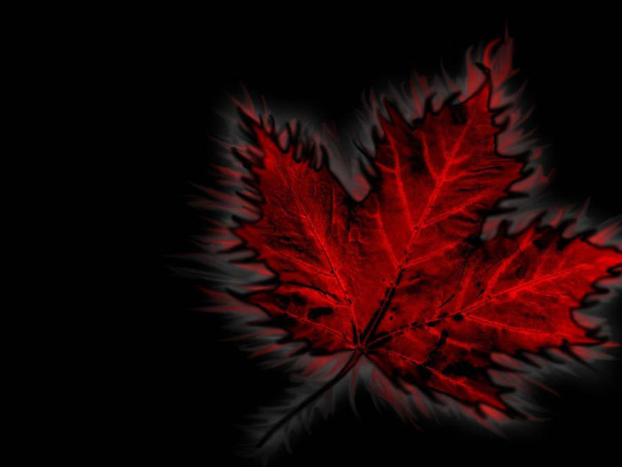 Canada Day Leaf Wallpaper