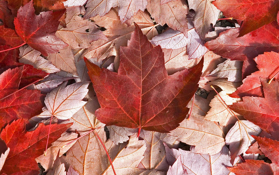 Canada Flag Maple Leaves Wallpaper