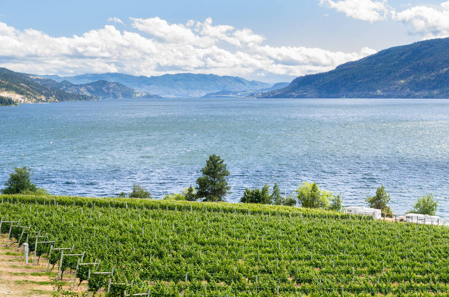 Canada Okanagan Valley Field Wallpaper