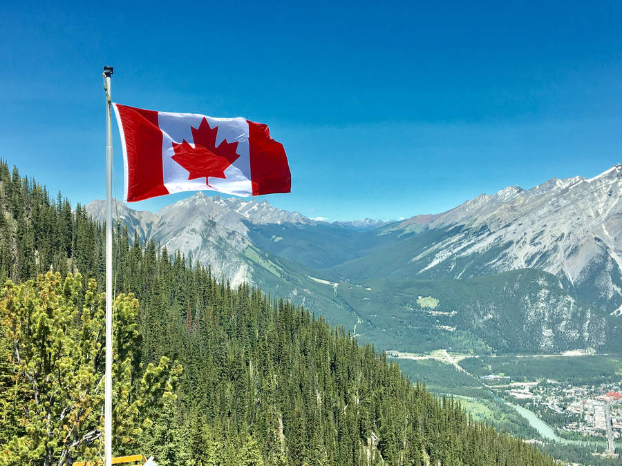 Canadian Flag Tall Trees Forest Wallpaper