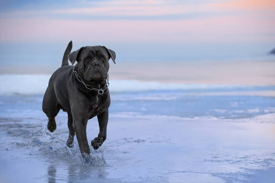 Cane Corso At The Beach Wallpaper