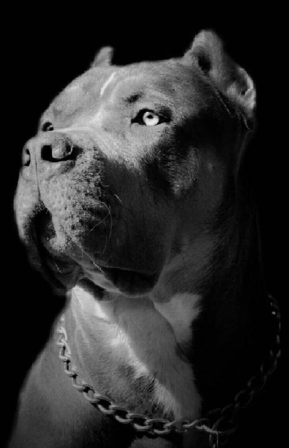 Cane Corso Portrait Wallpaper