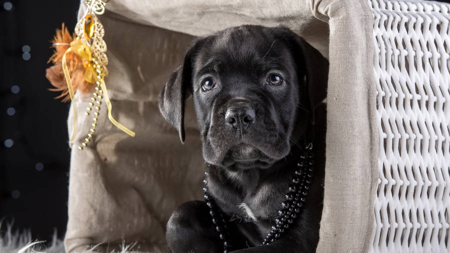 Cane Corso Pup In A Basket Wallpaper