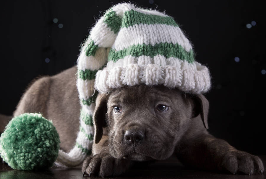 Cane Corso With A Beanie Wallpaper