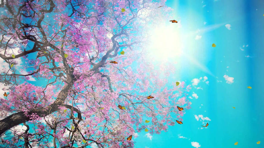 Canva Sakura Sunlight Wallpaper