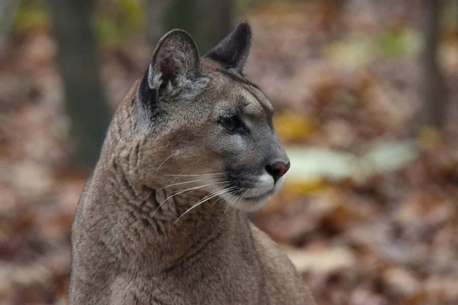 Capacious View Of A Majestic Cougar Wallpaper