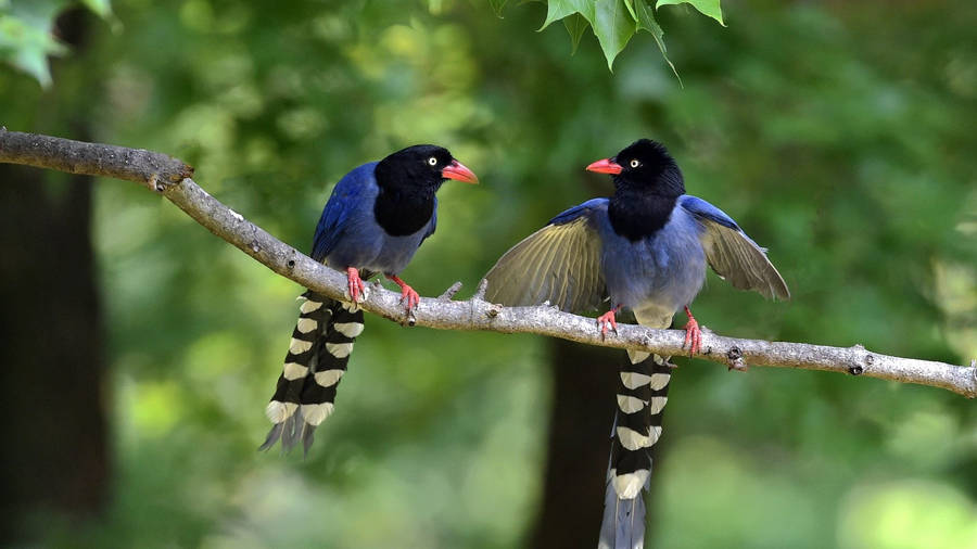 Caption: A Glimpse Of Native Birds In Taiwan Wallpaper