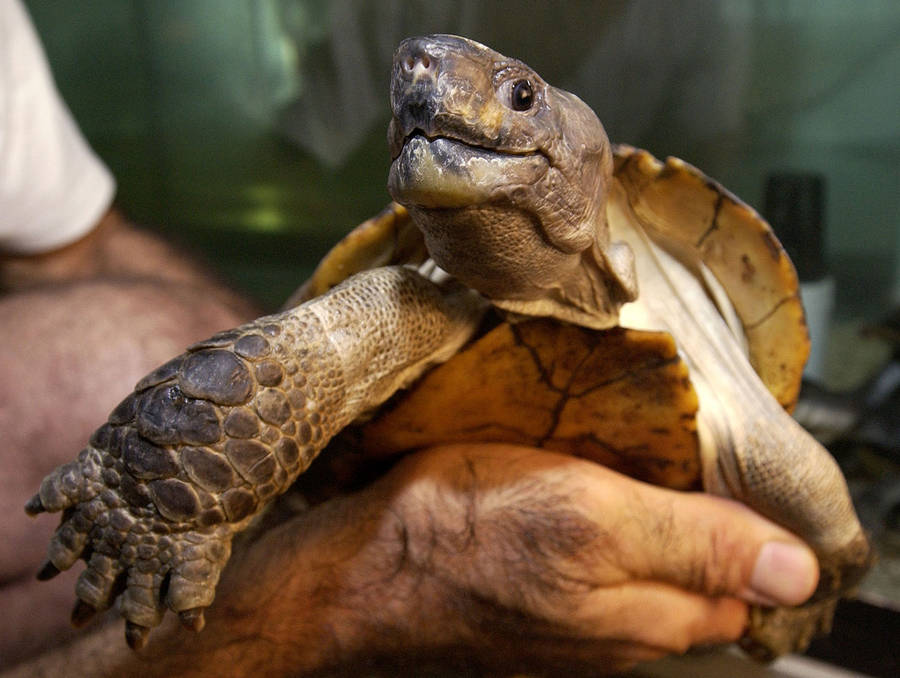 Caption: A Serene Snapshot Of The Arakan Forest Water Turtle Wallpaper