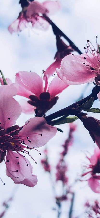 Caption: A Touch Of Elegance With Aesthetic Cherry Blossoms For Iphone X Wallpaper