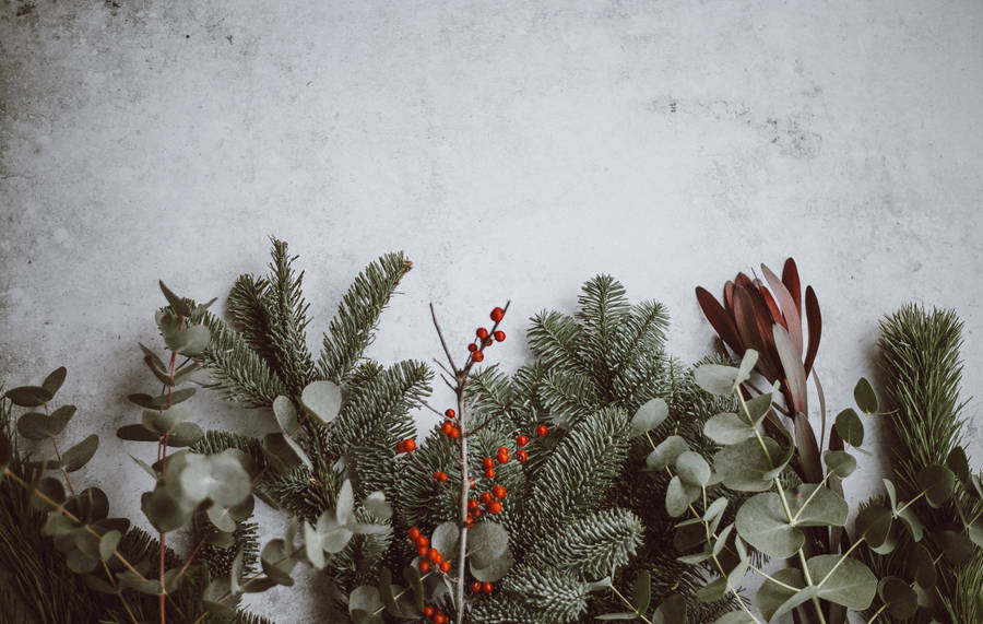 Caption: A Unique Australian Christmas – Eucalyptus Leaves On Snow Wallpaper