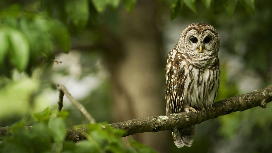 Caption: Baby Owl Perched On Tree Branch Wallpaper
