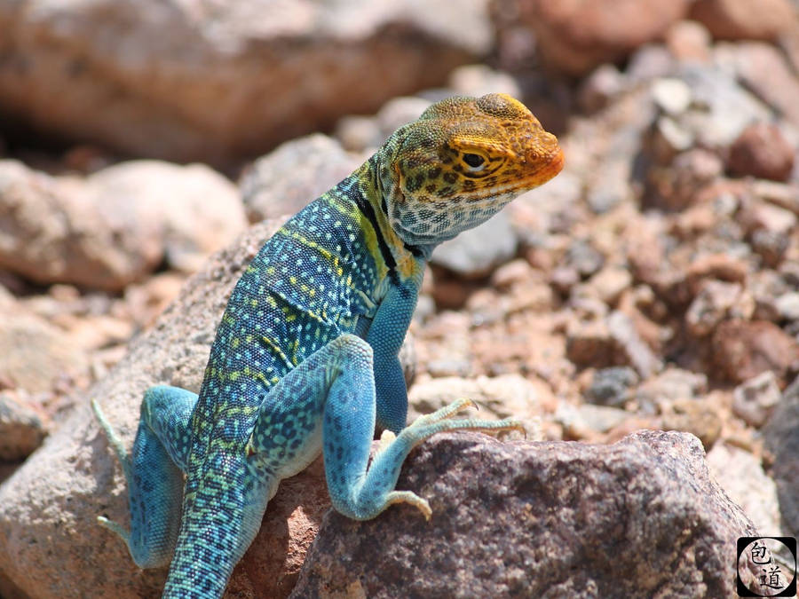 Caption: Beautiful Eastern Collared Lizard Gazing Backwards Wallpaper