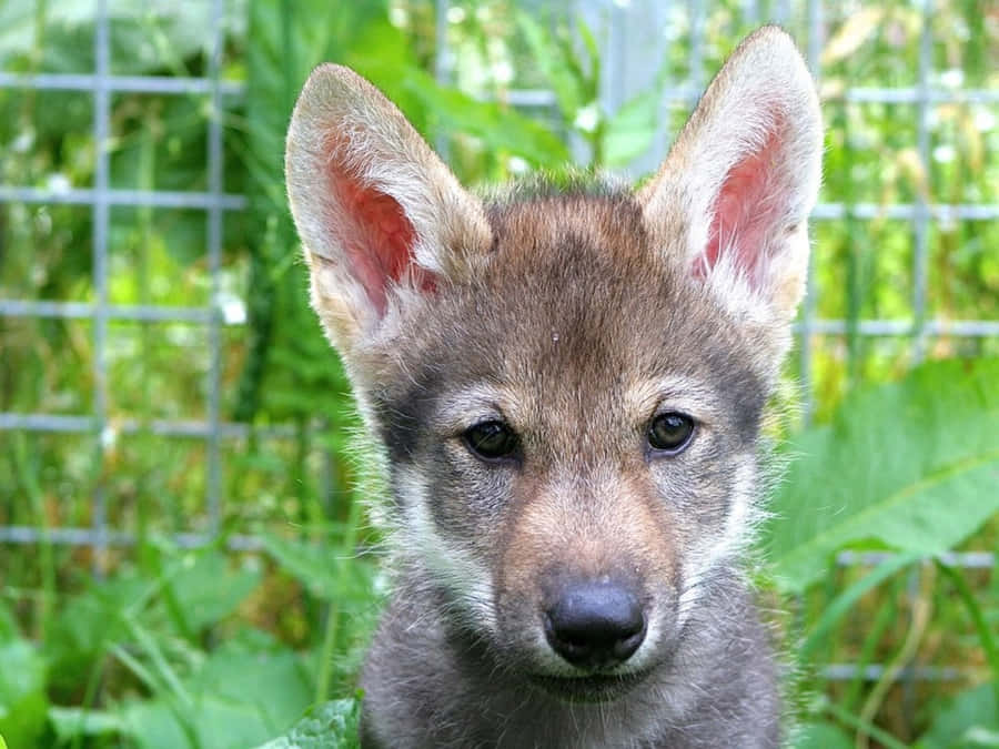 Caption: Beautiful Wolf Pup Exploring The Wild Wallpaper