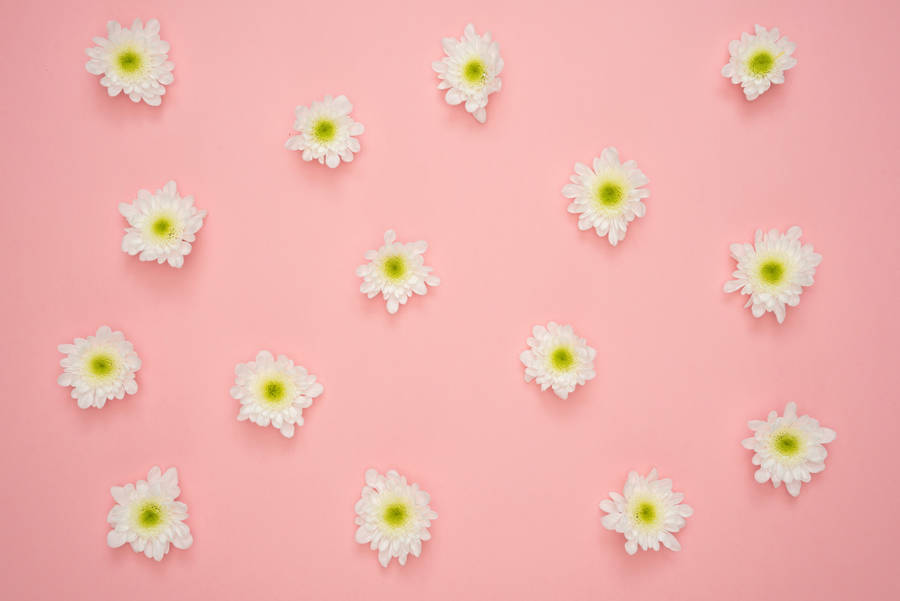 Caption: Blossoming White Flowers On Pink Background. Wallpaper