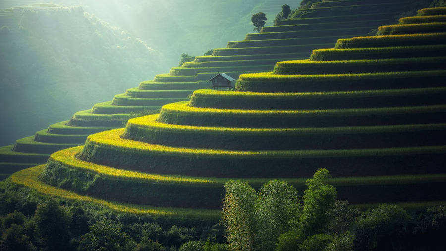 Caption: Breathtaking View Of Rice Terraces In Ubud, Bali Wallpaper