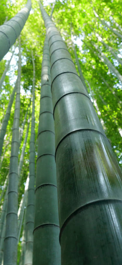 Caption: Close-up Of Bamboo Texture For Iphone Wallpaper