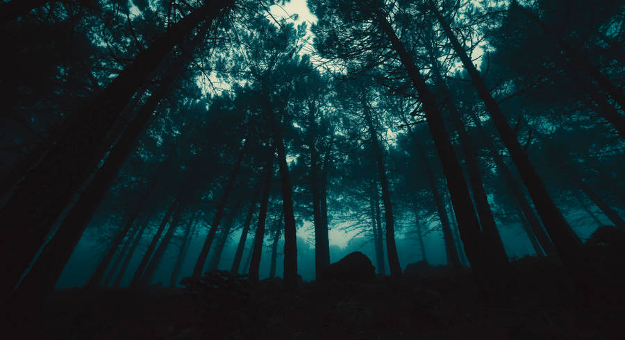Caption: Dark Mysterious Forest Wallpaper