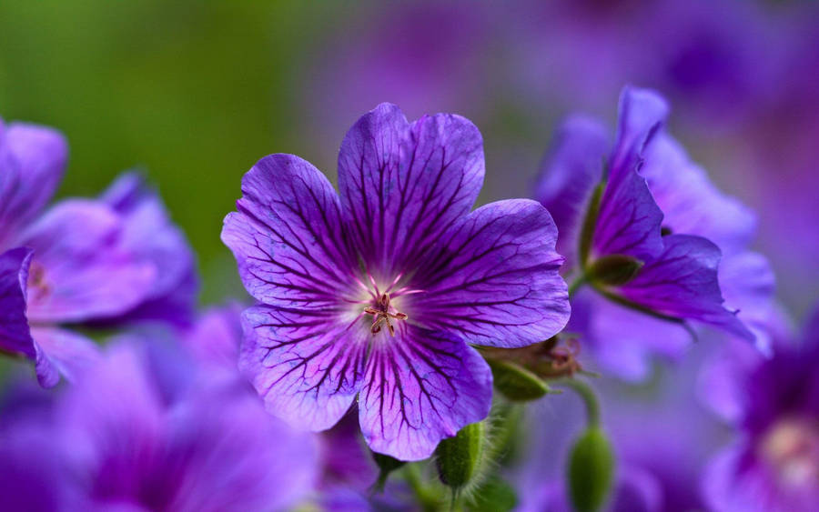 Caption: Elegant Display Of Cranesbill Geranium - The Purple Beauty Wallpaper