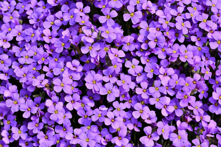 Caption: Enchanting View Of Blossoming Purple Flowers Wallpaper