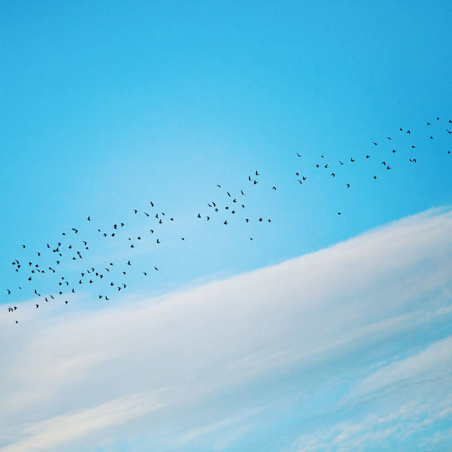 Caption: Freedom Embodied - Birds In Flight Wallpaper