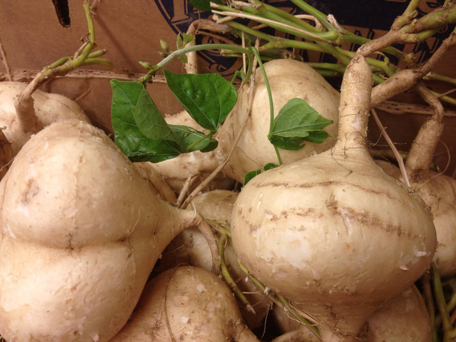 Caption: Fresh Jicama Root With Vibrant Green Leaves Wallpaper