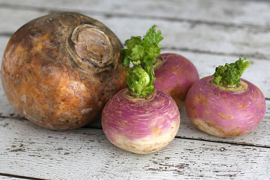 Caption: Freshly Harvested Turnips On White Table Wallpaper